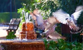 How to make a water dripper for birds. 12 Simple Tips To Attract Birds To Your Bird Bath 2021 World Birds