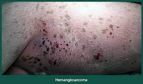 Partial or complete loss of movement. Disease Spotlight Solar Induced Hemangiosarcoma Animal Dermatology Referral Clinic Adrc