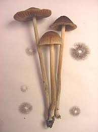 Psilocybe Wikipedia