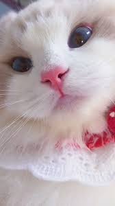 Random Animals In Different On Twitter Miau Cute Funny Animals Cute Animals Cute Baby Animals