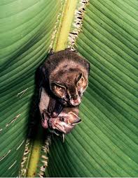 We did not find results for: Bats 101 Bat Conservation International