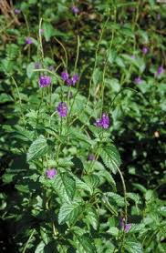 Image result for Stachytarpheta