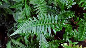 Image result for Blechnaceae