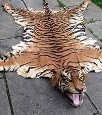 Trader sold 'extinct' tiger skin rugs on eBay - BBC News