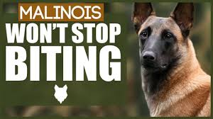 They are actually quite intelligent. Are Belgian Malinois An Aggressive Breed Neeness