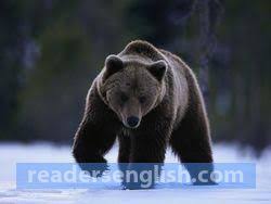 Urdu phrases urdu phrases sindhi phrases punjabi phrases pushto phrases balouchi phrases shine phrases. Bear Urdu Meaning