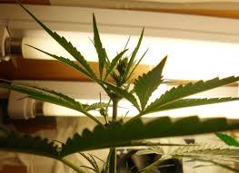 How to tell when autoflowers are ready to harvest Growing Autoflowers With T5 Lights Autoflowering Cannabis Blog