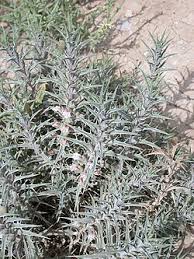 Image result for Blepharis involucrata