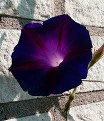 Goth Garden Campanella Vine Knowlians Black Morning Glory Ipomoea Purpurea 10 Seeds Morning Glory Seeds Morning Glory Flowers Garden Vines