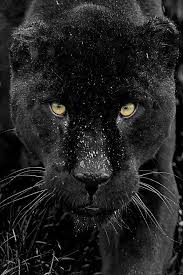 Feim Adli Kullanicinin Siyah Jaguar Panosundaki Pin Buyuk Kediler Siyah Jaguar Siyah Panter