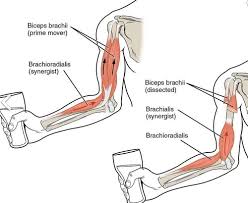 Visible muscle striation is a physique ideal—but it takes a ton of work and discipline to achieve. Human Anatomy And Physiology Muscular System Flashcards Quizlet