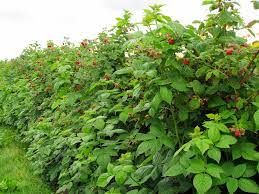 Raspberries (rubus spp.) are one of the most popular additions to the perennial edible garden. How To Grow And Care For Wild Raspberry Bushes