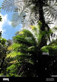 Image result for Blechnum attenuatum