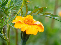 Image result for Tagetes patula