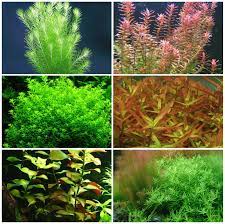 6 Species 50 Stems Low Light Easy To Grow Live Aquarium Plants Etsy Live Aquarium Plants Planted Aquarium Fish Tank Plants