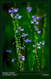 We did not find results for: Small Purple Flowers From Lake Istokpoga Florida Small Purple Flowers Purple Flowers Flowers