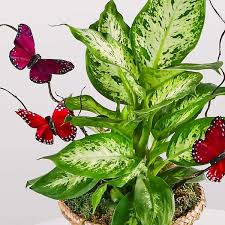 Image result for dieffenbachia flower