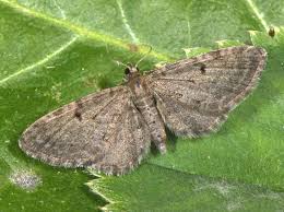 Image result for Eupithecia trisignaria