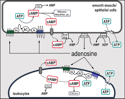 Image result for Adenosine