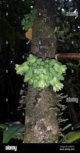 Image result for Brexia madagascariensis