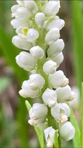 Image result for Polygala nematophylla