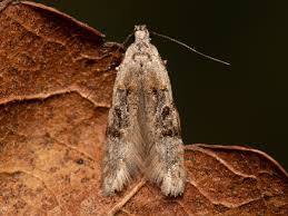 Image result for Altenia scriptella