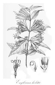 Image result for Englerina