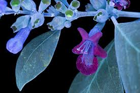 Image result for Vitex obovata