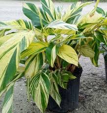 Shell ginger is a type of ginger plant native to east asia. Miami Tropical Plants Tropical Plant Company In Miami