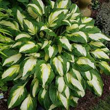 Filtered sun is best for the colorful varieties to reach their full potential, especially gold and. Hosta Vulcan Kaufen Sie Funkien Bei Coolplants