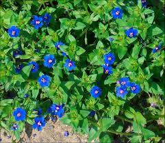 Image result for Anagallis kochii