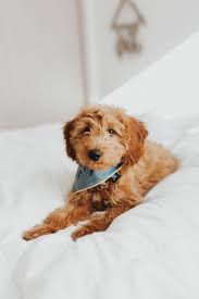 Mini Goldendoodle Puppy Puppies Cute Dogs Mini Goldendoodle Puppies
