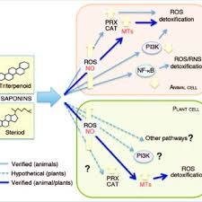 It is easier to describe these parts by using diagrams Pdf Unraveling The Response Of Plant Cells To Cytotoxic Saponins Role Of Metallothionein And Nitric Oxide
