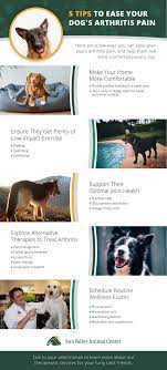 Dogs can also suffer from septic arthritis, bacterial arthritis and rheumatoid arthritis. Understanding Arthritis In Senior Dogs Sun Valley Animal Center