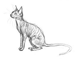 Cornish Rex Sketch For Page 25 Two Pictures Still To Complete Can I Do It This Week Cornishrex Cat Thunderstormdan Cornish Rex Cornish Rex Cat Cat Sketch