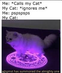 Pspsps Memes For All You Cat Callers In 2020 Funny Cat Memes Really Funny Memes Funny Relatable Memes