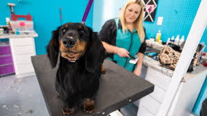 Maybe you would like to learn more about one of these? Auto Parts Store Turned Dog Groomer Is True American Success Story