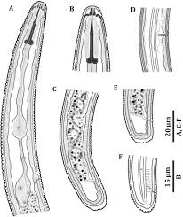 Image result for Nematopoa