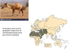 Ii wild camels (camelus ferus). What Area Are Camels Native To Quora