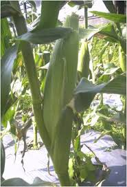 Nama latin jagung atau nama ilmiah. Pertanian Budidaya Tanaman Jagung Manis Website Resmi Desa Mekarmulya