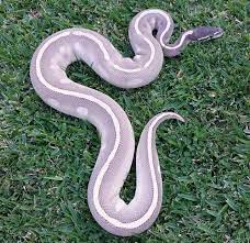 Purple Passion Ball Python Imgur Ball Python Pretty Snakes Ball Python Pet