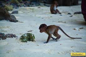 We did not find results for: Monkey Beach Ao Ling