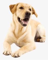 Dec 30, 2010 · however, golden retrievers, can come in a variety of colors ranging from an almost white (think a light cream color) to a deep reddish blonde. Golden Retriever Png Images Transparent Golden Retriever Image Download Pngitem