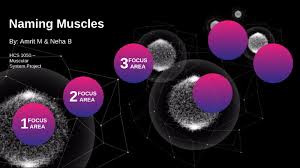 Muscles named for origin and insertion. Naming Muscles By Amrit Moor