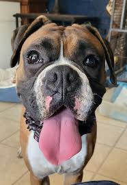 Is anyone missing this sweet boy? He showed up in my yard today