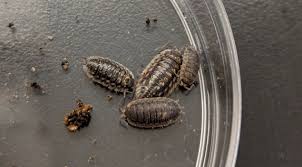 In 2010, scientists pulled up a specimen that was almost three feet long. Isopods Are Cute And Crucial To The Environment Biol 326 Experimental Biology Of Invertebrates