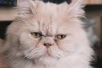 Persian cats & kittens for sale price list. Best Persian ...