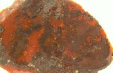 Image result for Ayrshire Agate 1938 Graham