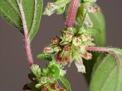 Image result for Droguetia