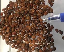 Image result for Macrotyloma africanum